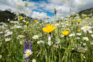 Bergblumen-Trockenwiesen – Engadin Samnaun Val Müstair – Dominik Täuber Bergblumen-Trockenwiesen – Engadin Samnaun Val Müstair – Dominik Täuber