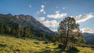 Das Val Mingèr im Schweizerischen Nationalpark. Das Val Mingèr im Schweizerischen Nationalpark.