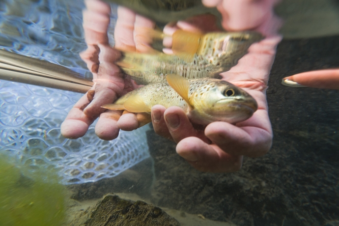 Fliegenfischen am Lai Raduond im Engadin Fliegenfischen am Lai Raduond im Engadin