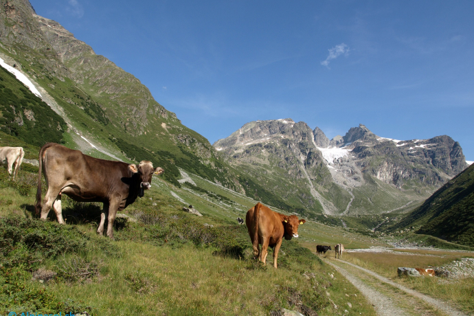 Unterwegs in der Natur des Unterengadins