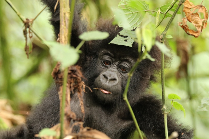 Effiziente Kocher retten Lebensraum für letzte Berggorillas – Klimaschutzprojekt in Ruanda – myclimate Cause We Care Effiziente Kocher retten Lebensraum für letzte Berggorillas – Klimaschutzprojekt in Ruanda – myclimate Cause We Care