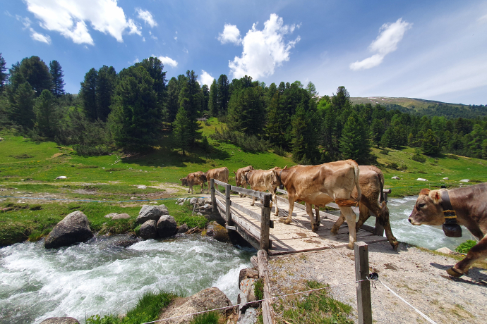 Alpauffahrt im Val S-charl mit Kühen und Rindern – Ferienregion Engadin Scuol Zernez Alpauffahrt im Val S-charl mit Kühen und Rindern – Ferienregion Engadin Scuol Zernez