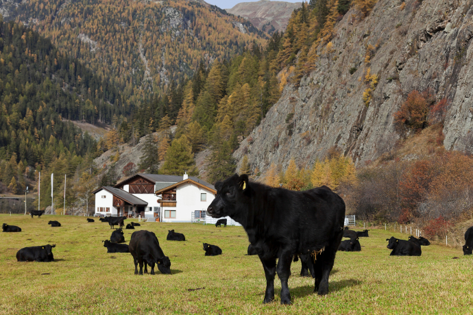 Angus-Herde Pauraria Chasuot
