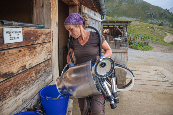 Zweimal täglich werden die Kühe gemolken