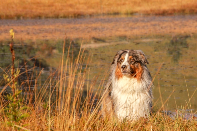 Hundefreundliche Ferienregion