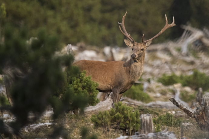 Hirschbrunft im Nationalpark © Hans Lozza, SNP Hirschbrunft im Nationalpark