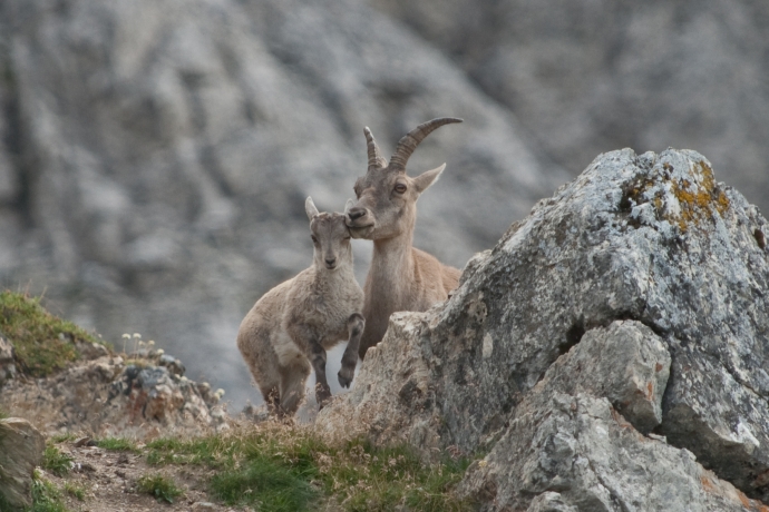 Steinwild im Nationalpark © Hans Lozza, SNP Steinwild im Nationalpark
