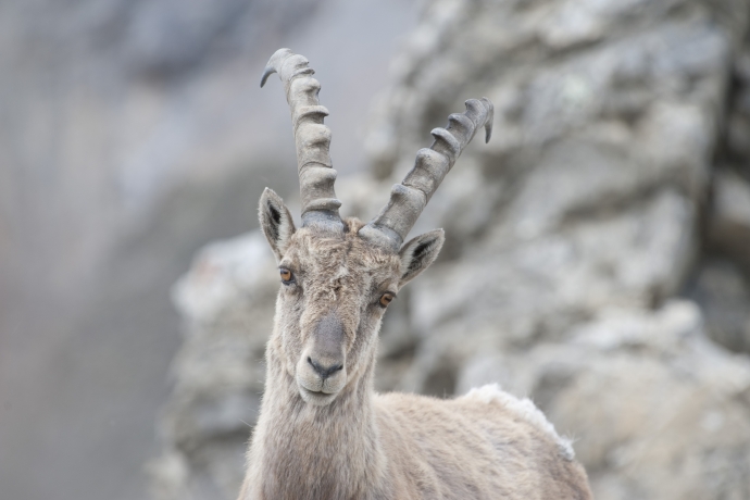 Steinbock im Nationalpark © Hans Lozza, SNP Steinbock im Nationalpark