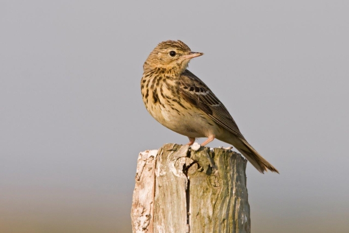 vogel_ornithologische_wanderung_cburkhardt_marcel_1 vogel_ornithologische_wanderung_cburkhardt_marcel_1
