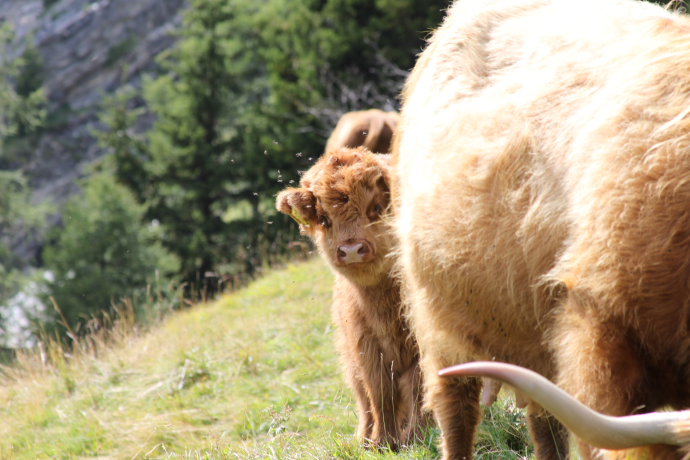 Mutterkuh mit Kalb