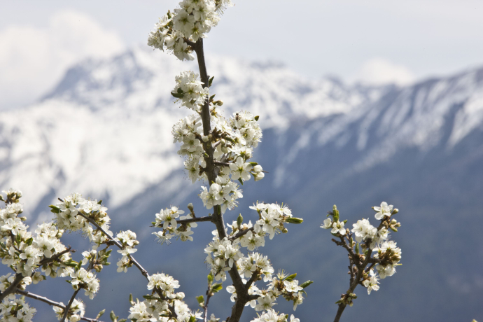 Frühling im Engadin.