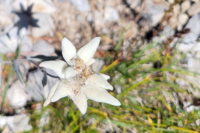 Edelweiss Edelweiss