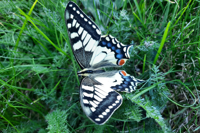 Schmetterling