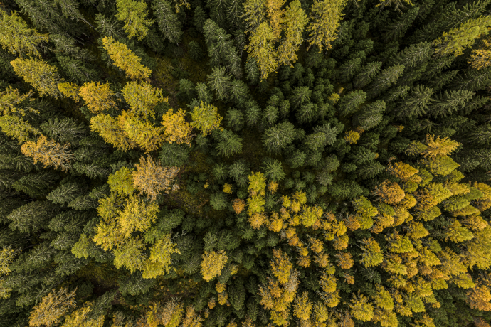 Auszeit im Wald
