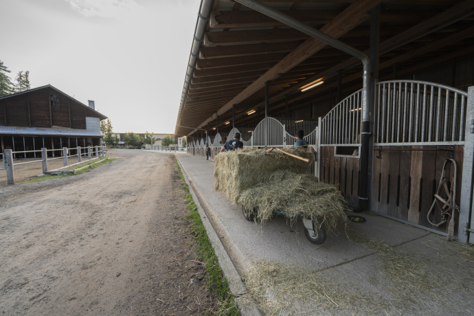 Für Reto startet der Tag mit der Fütterung der Pferde