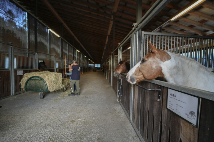 Reto bei der morgendlichen Pferdefütterung