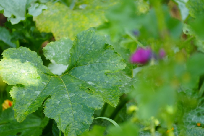 Garten Café Ajüz Garten Café Ajüz