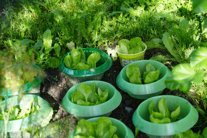 Salat aus dem Garten hinter dem Café Ajüz Salat aus dem Garten hinter dem Café Ajüz