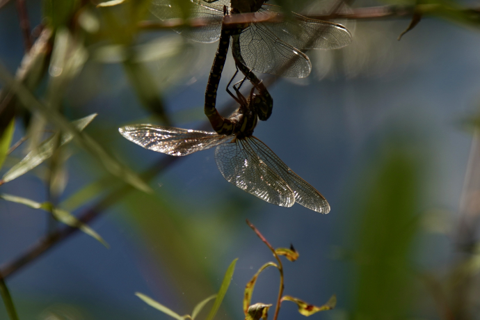 Panas-ch Sur En Wassertiere und Wasserwelt am Inn