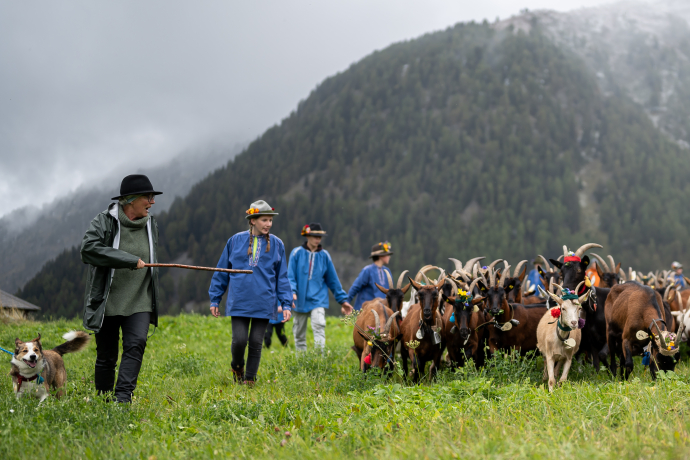 Alpabzug von der Alp Suot nach Guarda