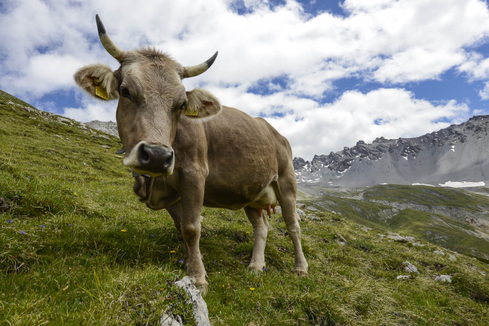 Kuh auf der Alp