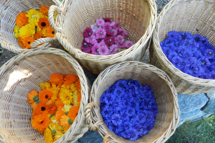 Blumen von Guarda Kräuter