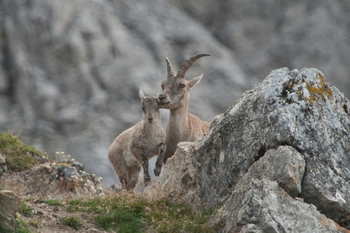 Schweizerischer Nationalpark Steinbockweibchen mit Jungem