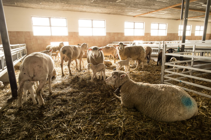 Stallvisite-Schafe-Bauernhof Stallvisite-Schafe-Bauernhof