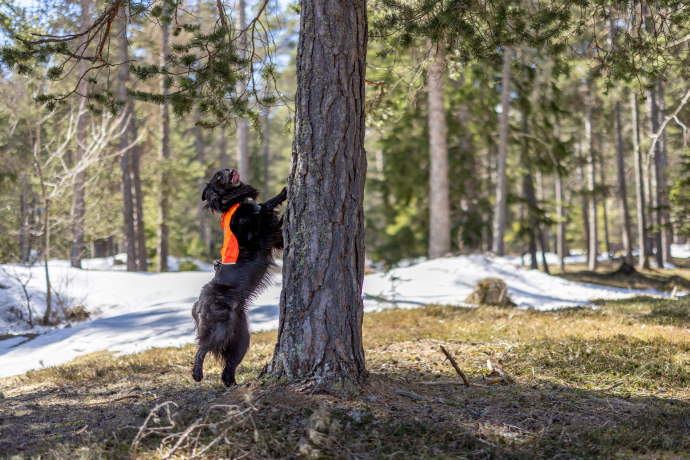 Storytelling Antonin Hugentobler Hund am Stamm