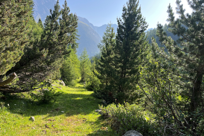 Auszeit im Arvenwald