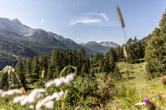 Sommerliche Berglandschaft bei Brail mit grüner Wiese, Wildblumen im Vordergrund und dichtem Nadelwald im Tal. Dahinter erheben sich hohe Alpenberge unter blauem Himmel mit wenigen Wolken.