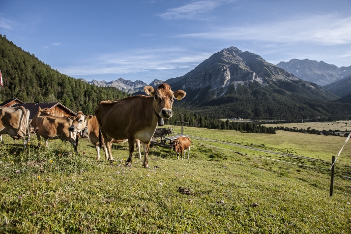 Mutterkuhherde im Unterengadin
