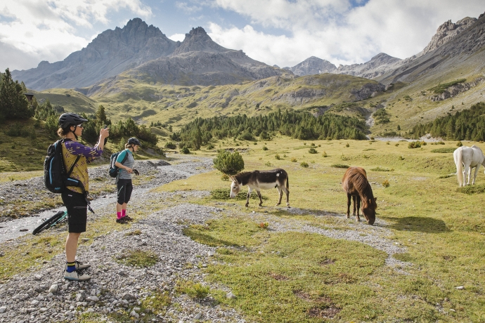 Herde frei lebende Pferde und Esel im Val Mora Herde frei lebende Pferde und Esel im Val Mora