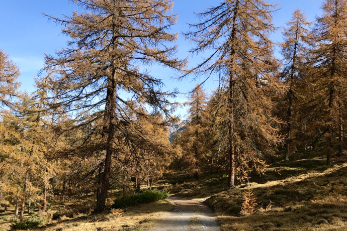 Wald beim Lai Nair Tarasp, Unterengadin