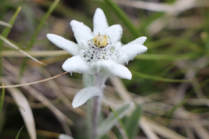 Edelweiss im Unterengadin Edelweiss im Unterengadin