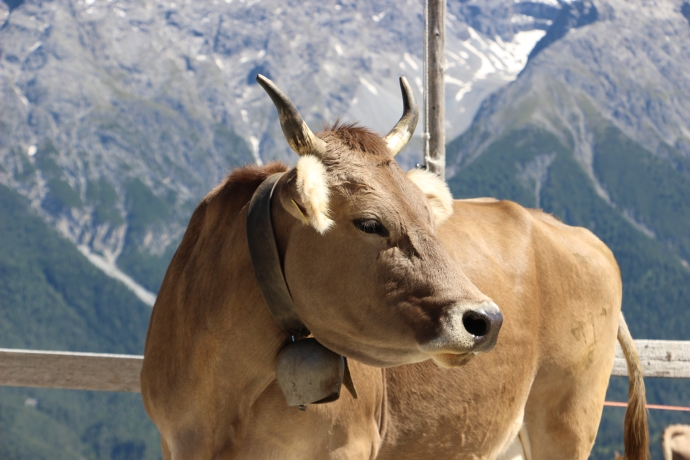 Kühe auf Al Laret