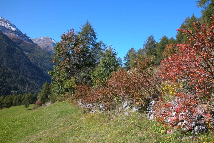 Hecke in Ardez – Pro Terra Engiadina Hecke in Ardez – Pro Terra Engiadina