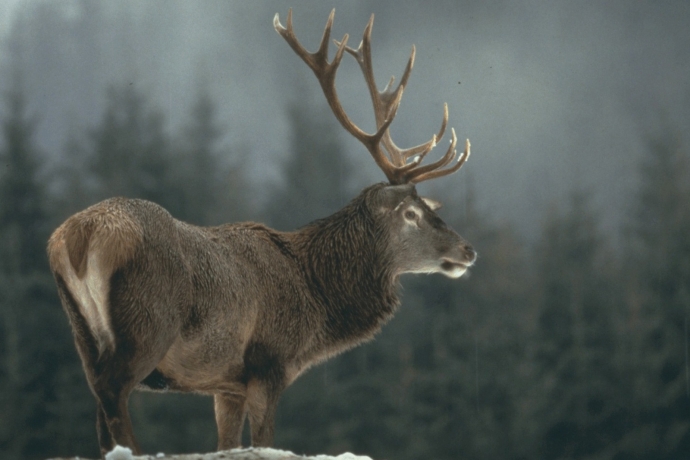 Hirsch