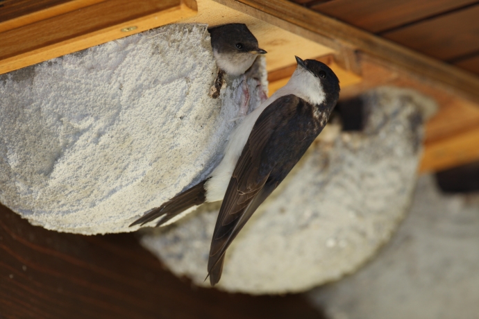 Las Randulinas - die Schwalben im Engadin. Bild: Stephanie Michler.