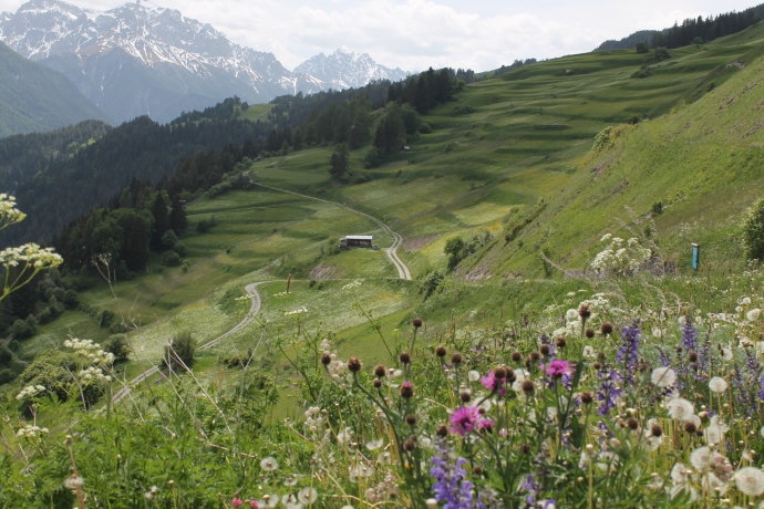 Mehr zu Tiere und Pflanzen auf dem Warzenbeisserweg – Von Tschlin nach Strada Mehr zu Tiere und Pflanzen auf dem Warzenbeisserweg – Von Tschlin nach Strada
