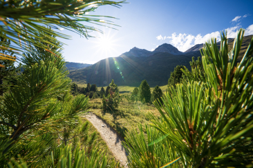 Der höchstgelegene Arvenwald Europas bei S-charl im Unterengadin