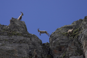 Steinwildbeobachtung