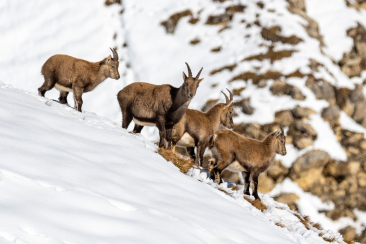 Steinböcke im Winter im Engadin