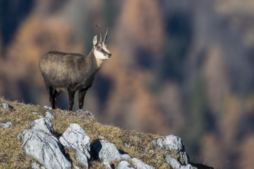 Gams im Schweizerischen Nationalpark