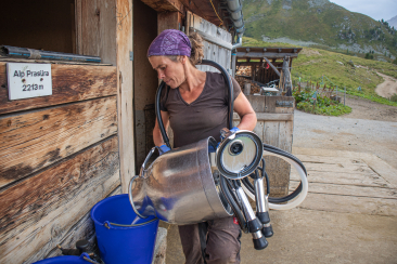 Zweimal täglich werden die Kühe gemolken