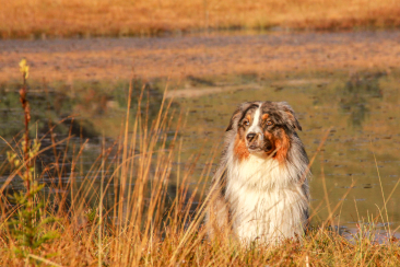Hundefreundliche Ferienregion