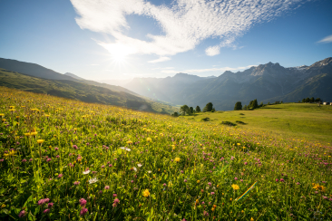 Sommerwiese auf Motta Naluns