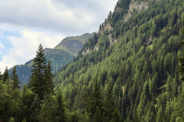 Wald_Val Sinestra