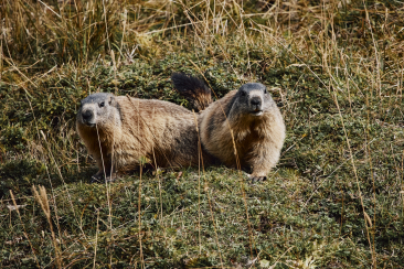 Murmeltiere in Schweizerischen Nationalpark