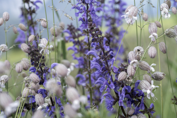Wildkräuter und Blumen im Engadin